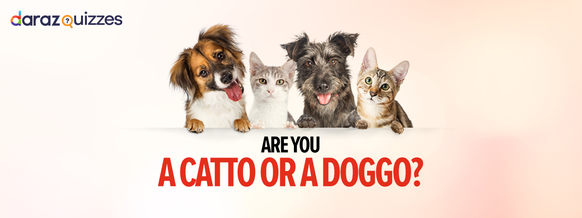 Are you a Cat or a Dog person? Take this quiz and see if we get it right!